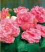 Бегония Пикоти Лэйс Розовая (Picotee Lace Pink), 3 шт. (Hb)