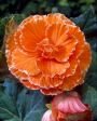 Бегония Пикоти Лэйс Оранжевая (Picotee Lace Orange), 3 шт. (Hb)