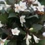 Вейгела Ebony and Ivory (Эбони энд Айвори) (Iz)