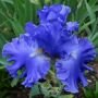 Ирис бородатый ЯКВИНА БЛЮ (YAQUINA BLUE), 2 шт. (I) ОСЕНЬ