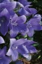 Платикодон АСТРА БЛЮ (ASTRA BLUE), ЗКС