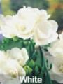 Фрезия махровая Белая, (DOUBLE WHITE), 10 шт. осень
