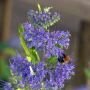 Орехокрыльник (Caryopteris cland) Worcester Gold, 2017 г. (А)