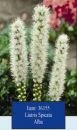 Лиатрис АЛЬБА (Spicata Alba), 10 шт.