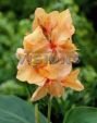 Канна АПРИКОТ ДРИМ (Apricot Dream), 2 шт. (I)