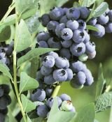 Голубика высокорослая Блюголд (Bluegold) (Z), 2 года