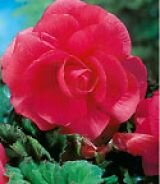 Бегония махровая розовая (Double Pink), 5 шт.