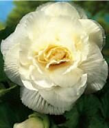 Бегония махровая белая (Double White), 5 шт.