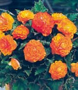 Бегония махровая Non stop Orange (Оранжевая), 3 шт.