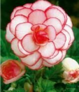 Бегония Пикоти Белая/Красная (Picotee White/Red), 4 шт. (I)