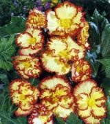 Бегония Криспа Маргината (желто-красная) Crispa Marginata Yellow/Red, 3 шт.