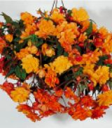 Бегония ампельная Иллюминейшн Оранжевая (ILLUMINATION Orange), 3 шт.