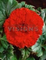 Бегония бахромчатая Алая ( FIMBRIATA SCARLET), 5 шт.