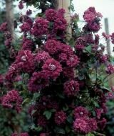 Клематис махровый ПУРПУРЕА ПЛЕНА ЭЛЕГАНС (Purpurea Plena Elegans), 2 шт.