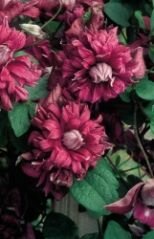 Клематис махровый ПУРПУРЕА ПЛЕНА ЭЛЕГАНС (Purpurea Plena Elegans), 2 шт.