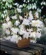 Бегония ампельная Пендула Белая (PENDULA WHITE), 5 шт. (I)