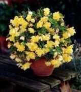 Бегония ампельная Пендула Желтая (PENDULA YELLOW), 5 шт. (I)