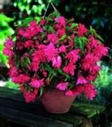 Бегония ампельная Пендула Розовая (PENDULA PINK), 5 шт. (I)
