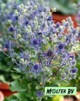 Синеголовник ЛИТТЛ БЛЮ УАНДЕР (LITTLE BLUE WONDER), 1 шт.