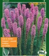 Лиатрис СПИКАТА (Spicata), 8 шт.