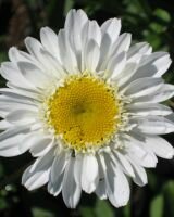 Нивяник САННИ САЙД АП (SUNNY SIDE UP), 1 шт.