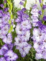 Гладиолус КОСТА (COSTA), 7 шт.