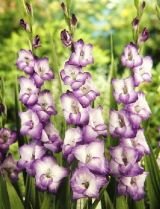 Гладиолус ПУРПЛ КУИН (PURPLE QUEEN), 8 шт. (I)