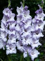 Гладиолус СВИТ БЛЮ (SWEET BLUE), 8 шт. (I)