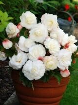 Бегония СУПЕРБА БЕЛАЯ (SUPERBA WHITE), 4 шт.