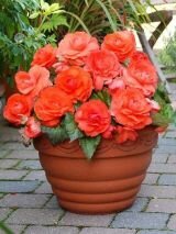 Бегония СУПЕРБА ЛОСОСЕВАЯ (SUPERBA SALMON), 4 шт