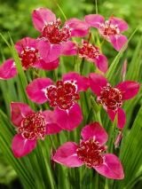 Тигридия ЛИЛАЦЕА (LILACEA), 10 шт. (I) new