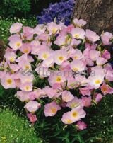 ЭНОТЕРА КРАСИВАЯ (SPECIOSA), 1 шт