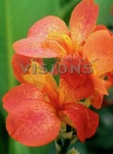 КАННА ОРАНЖ БЬЮТИ (ORANGE BEAUTY), 2 шт