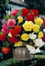 Бегония ампельная Каскад Пендула Смесь (Cascade Pendula Mix), 5 шт. (I)