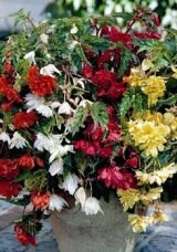Бегония ампельная Пендула смесь (PENDULA MIX), 5 шт. (I)