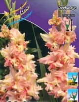 Гладиолус МЭДЖИК ФРИЗЗЛС (Раффл) (MAGIC FRIZZLES), 8 шт. (I)