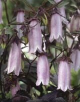 Колокольчик СИЛЬВЕР БЕЛЛС (SILVER BELLS), 1 шт.