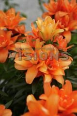 Азиатский гибрид ТАЙНИ ДАБЛ Ю (TINY DOUBLE YOU), 5 шт. (I)