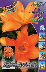 Азиатский гибрид ТАЙНИ ДАБЛ Ю (TINY DOUBLE YOU), 5 шт. (I)