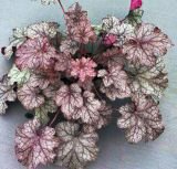 Гейхера АМЕТИСТ МИСТ (Amethyst Mist), 2 шт. (I)