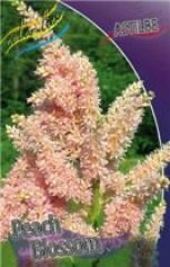 Астильба Пич Блоссом (Peach Blossom), 1 шт.