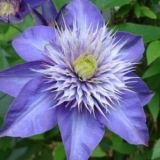 Клематис махровый МУЛЬТИ БЛЮ (Multiblue) (А)