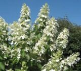 Гортензия метельчатая Levana (Левана) (IzА)