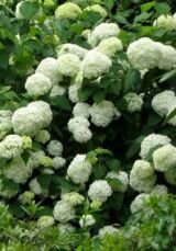 Гортензия древовидная Grandiflora (А)