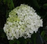 Гортензия древовидная Grandiflora (А)