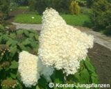 Гортензия метельчатая Grandiflora (Грандифлора) (А)