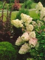 Гортензия метельчатая Grandiflora (Грандифлора) (А)