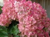 Гортензия метельчатая Vanille Fraise (Ванниле Фрайз) (A)