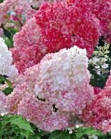 Гортензия метельчатая Vanille Fraise (Ванниле Фрайз) (A)