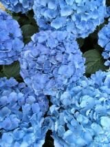 Гортензия крупнолистовая Nikko Bluee (Никко-Блю) (IzА)